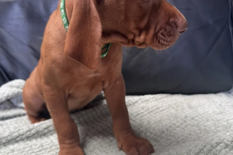 Hungarian Vizsla