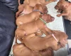 Hungarian Vizsla