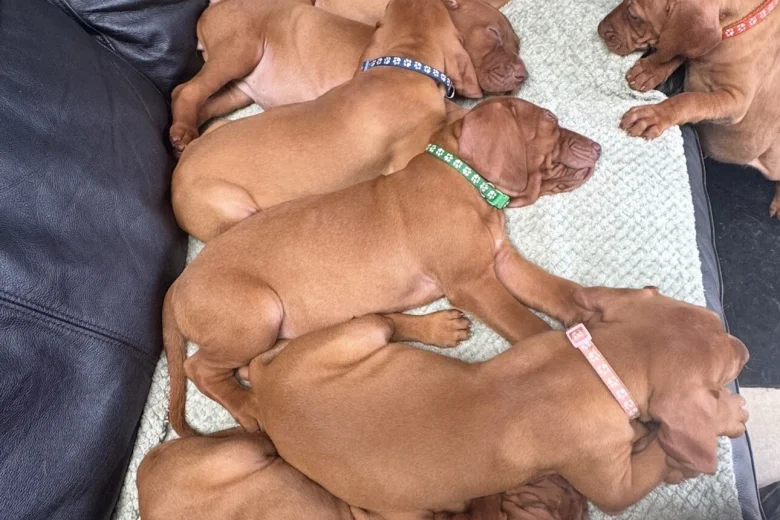 Hungarian Vizsla