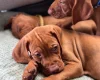 Hungarian Vizsla