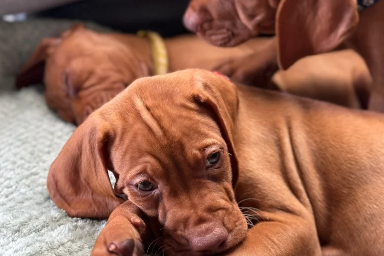 Hungarian Vizsla