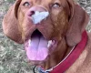 Hungarian Vizsla
