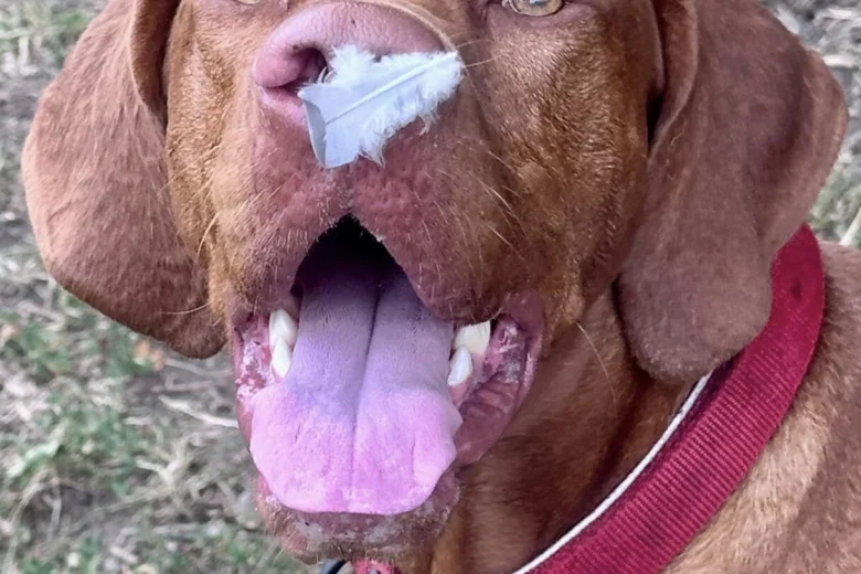 Hungarian Vizsla