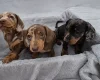 Dachshund (Miniature Smooth Haired)