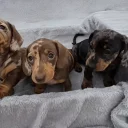 Dachshund (Miniature Smooth Haired)