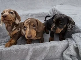 Dachshund (Miniature Smooth Haired)