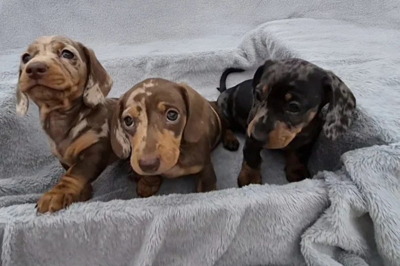 Dachshund (Miniature Smooth Haired)