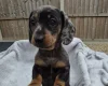 Dachshund (Miniature Smooth Haired)