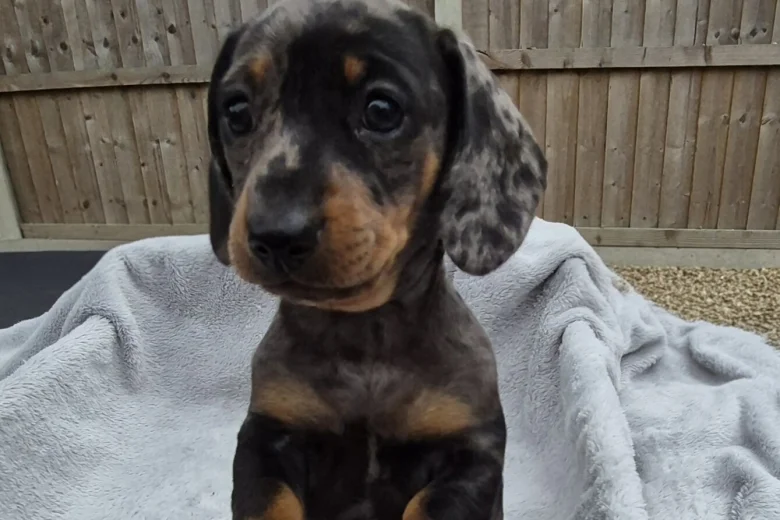 Dachshund (Miniature Smooth Haired)
