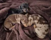 Dachshund (Miniature Smooth Haired)