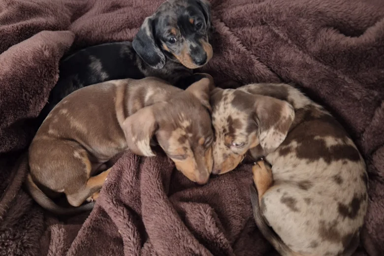 Dachshund (Miniature Smooth Haired)