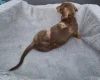 Dachshund (Miniature Smooth Haired)