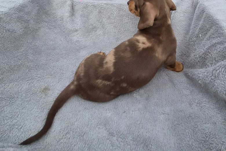 Dachshund (Miniature Smooth Haired)
