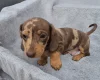 Dachshund (Miniature Smooth Haired)