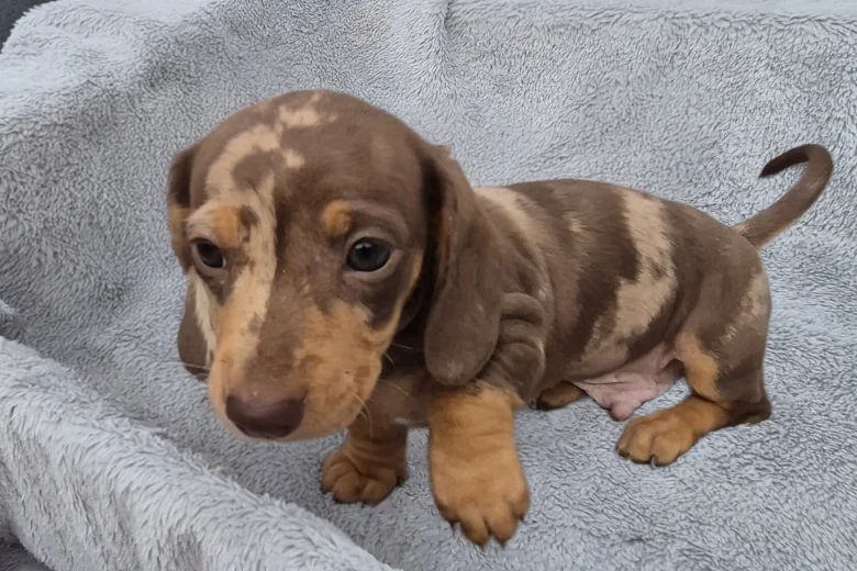 Dachshund (Miniature Smooth Haired)