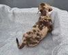 Dachshund (Miniature Smooth Haired)