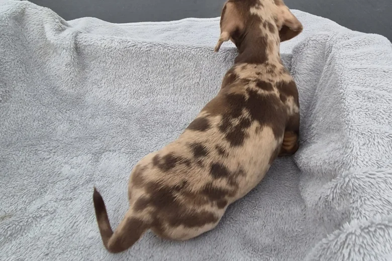 Dachshund (Miniature Smooth Haired)