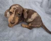 Dachshund (Miniature Smooth Haired)