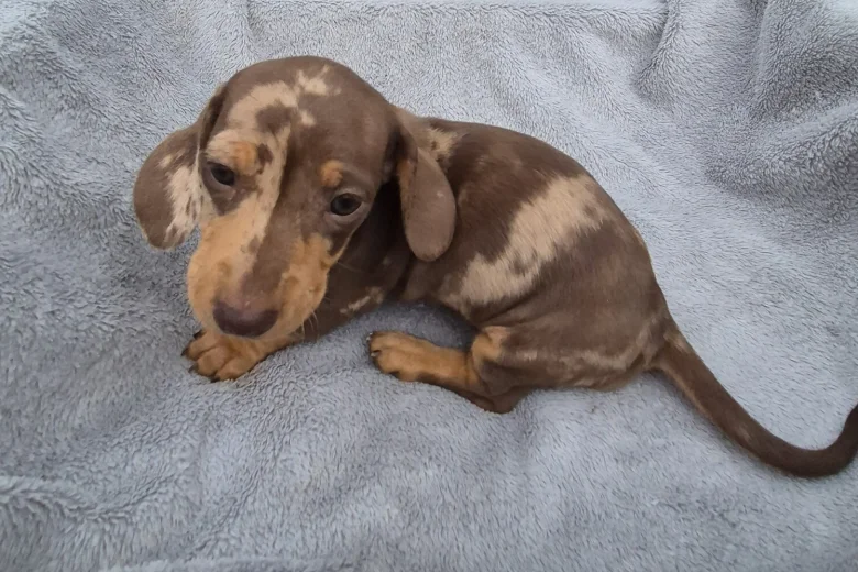 Dachshund (Miniature Smooth Haired)