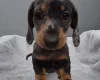 Dachshund (Miniature Smooth Haired)