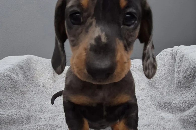 Dachshund (Miniature Smooth Haired)