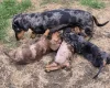 Dachshund (Miniature Smooth Haired)