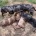 Dachshund (Miniature Smooth Haired)