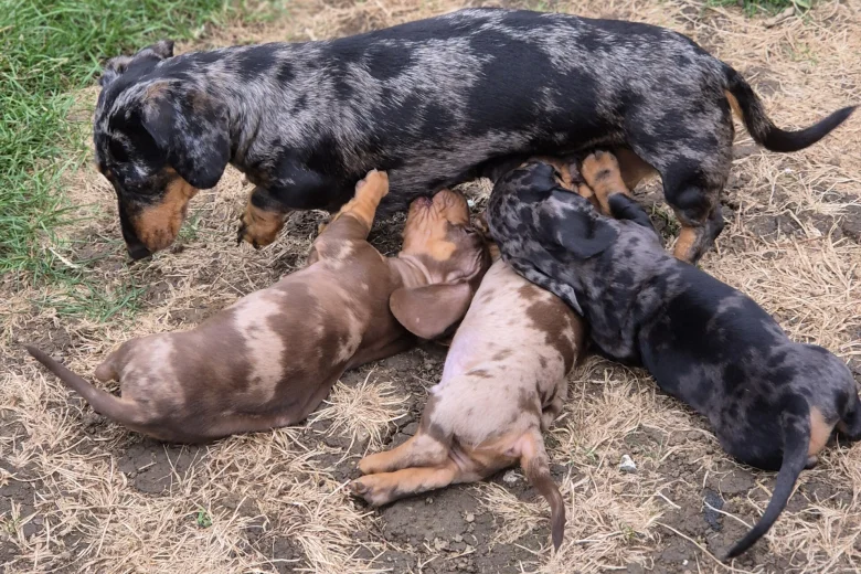 Dachshund (Miniature Smooth Haired)