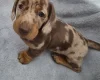 Dachshund (Miniature Smooth Haired)