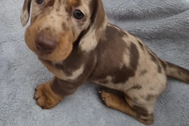 Dachshund (Miniature Smooth Haired)