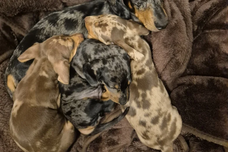 Dachshund (Miniature Smooth Haired)