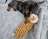 Dachshund (Miniature Smooth Haired)