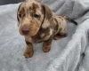 Dachshund (Miniature Smooth Haired)