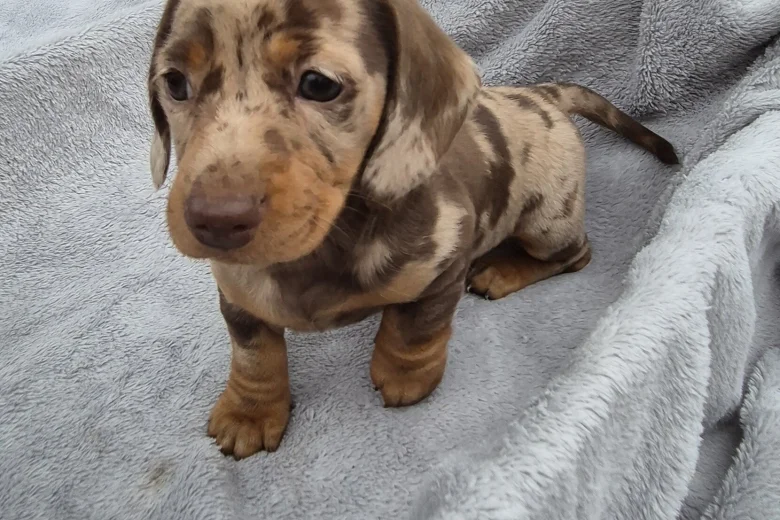 Dachshund (Miniature Smooth Haired)