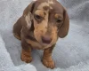 Dachshund (Miniature Smooth Haired)