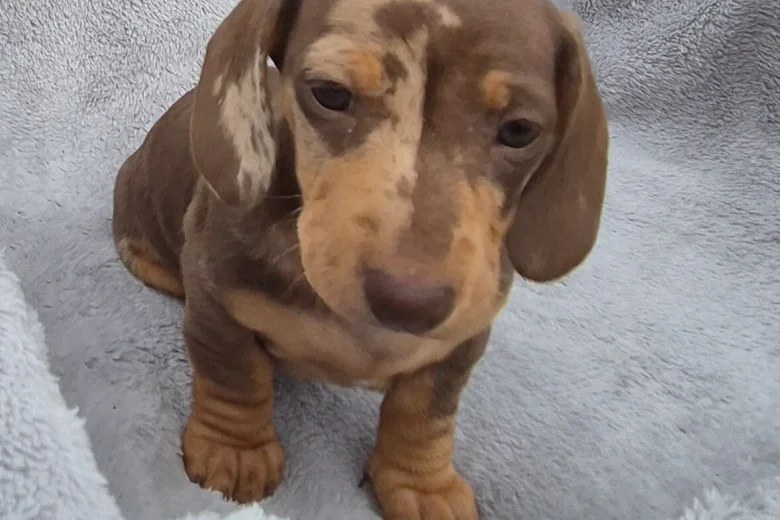 Dachshund (Miniature Smooth Haired)