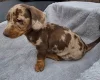 Dachshund (Miniature Smooth Haired)