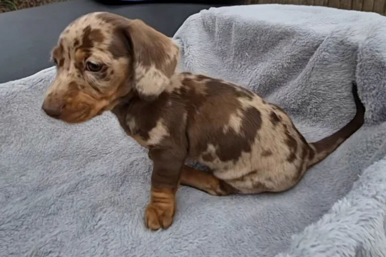 Dachshund (Miniature Smooth Haired)