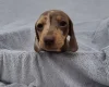 Dachshund (Miniature Smooth Haired)