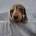 Dachshund (Miniature Smooth Haired)