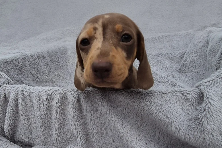 Dachshund (Miniature Smooth Haired)