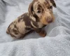 Dachshund (Miniature Smooth Haired)