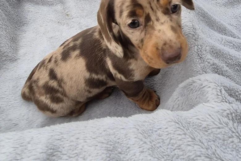 Dachshund (Miniature Smooth Haired)
