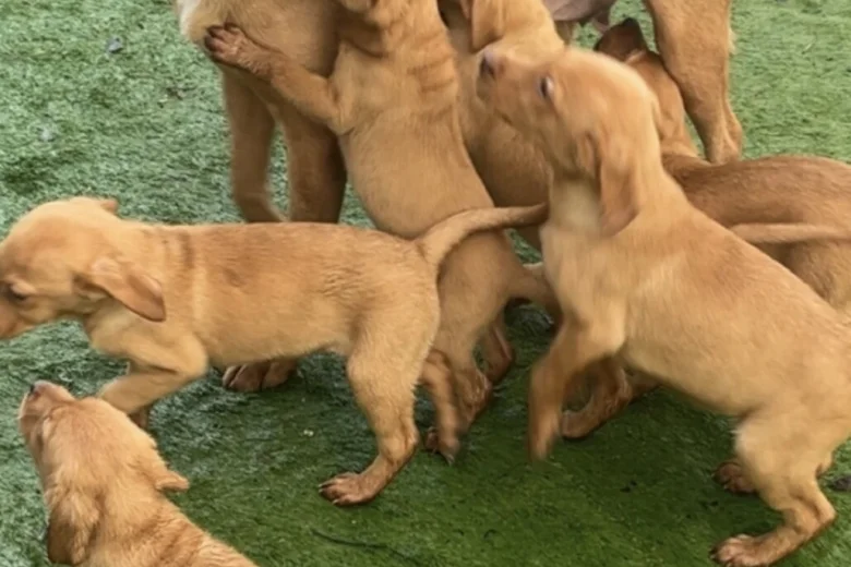 Labrador Retriever