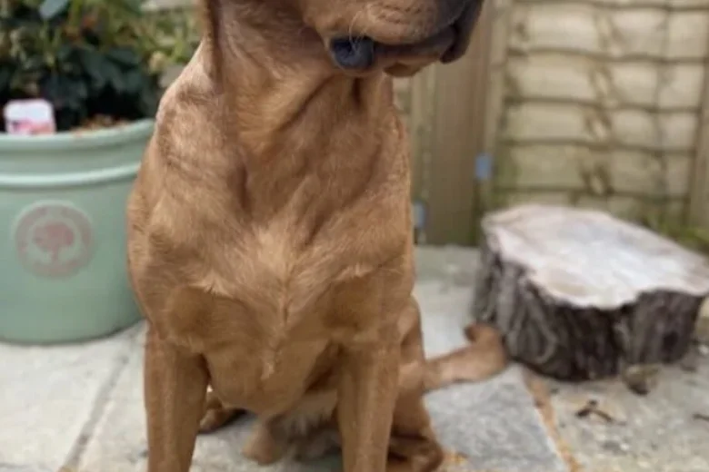 Labrador Retriever