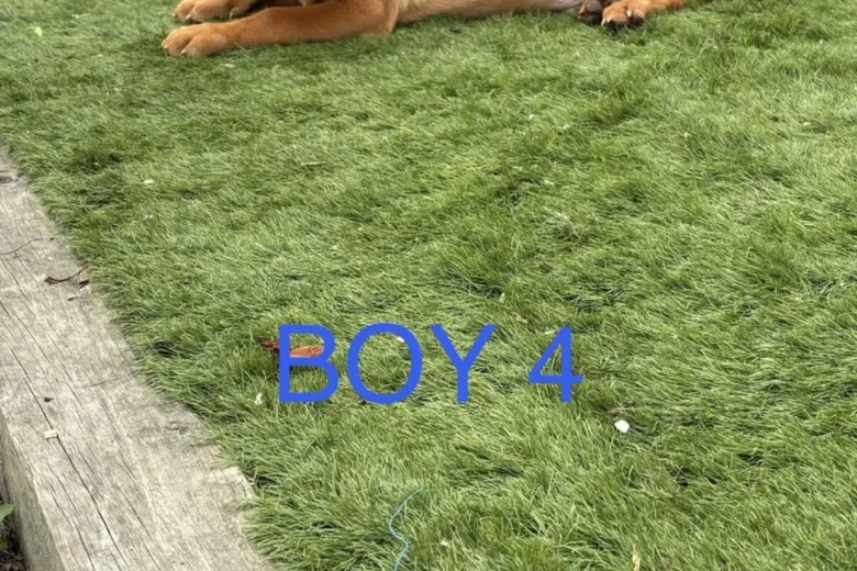 Labrador Retriever