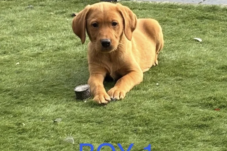 Labrador Retriever