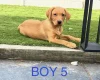 Labrador Retriever
