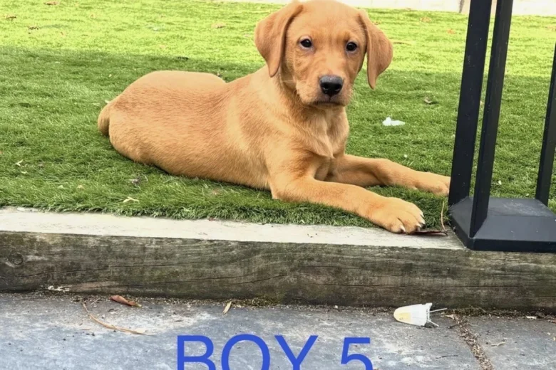 Labrador Retriever