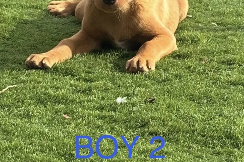 Labrador Retriever